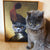 Petartkingdom Custom Pet Portraits The Knight Custom Pet Canvas Custom Pet Photo DZH00013 1